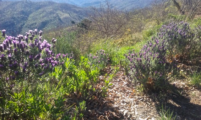 Wild lavender, La Serranía de Ronda. Photo © snobb.net